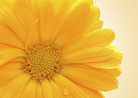 Nelsons Calendula Cream 30ml