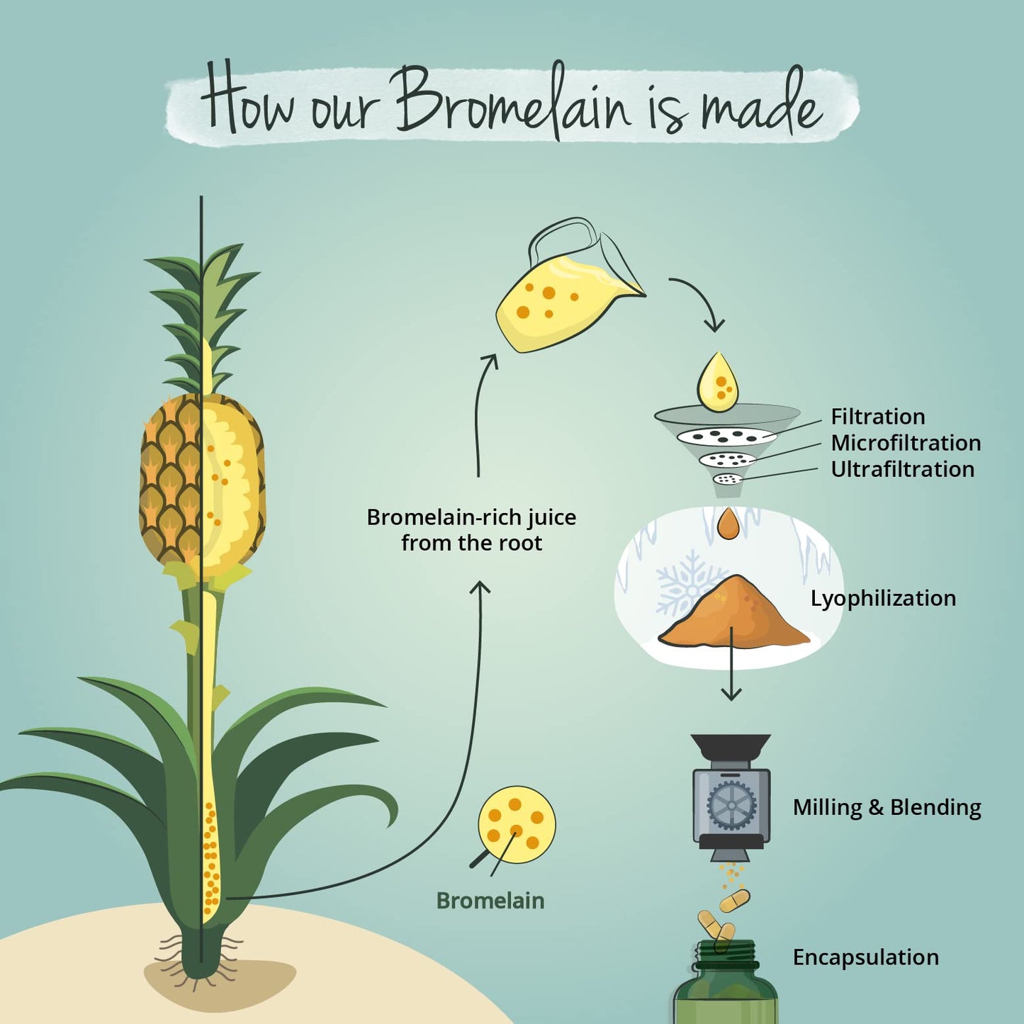 Bromelain 500mg Vegavero® | High Strength - 2400 GDU/g | Gastro-Resistant DrCaps® | NO Additives, Lab-Tested | Pure Pineapple Enzyme | 90 Capsules | Vegan