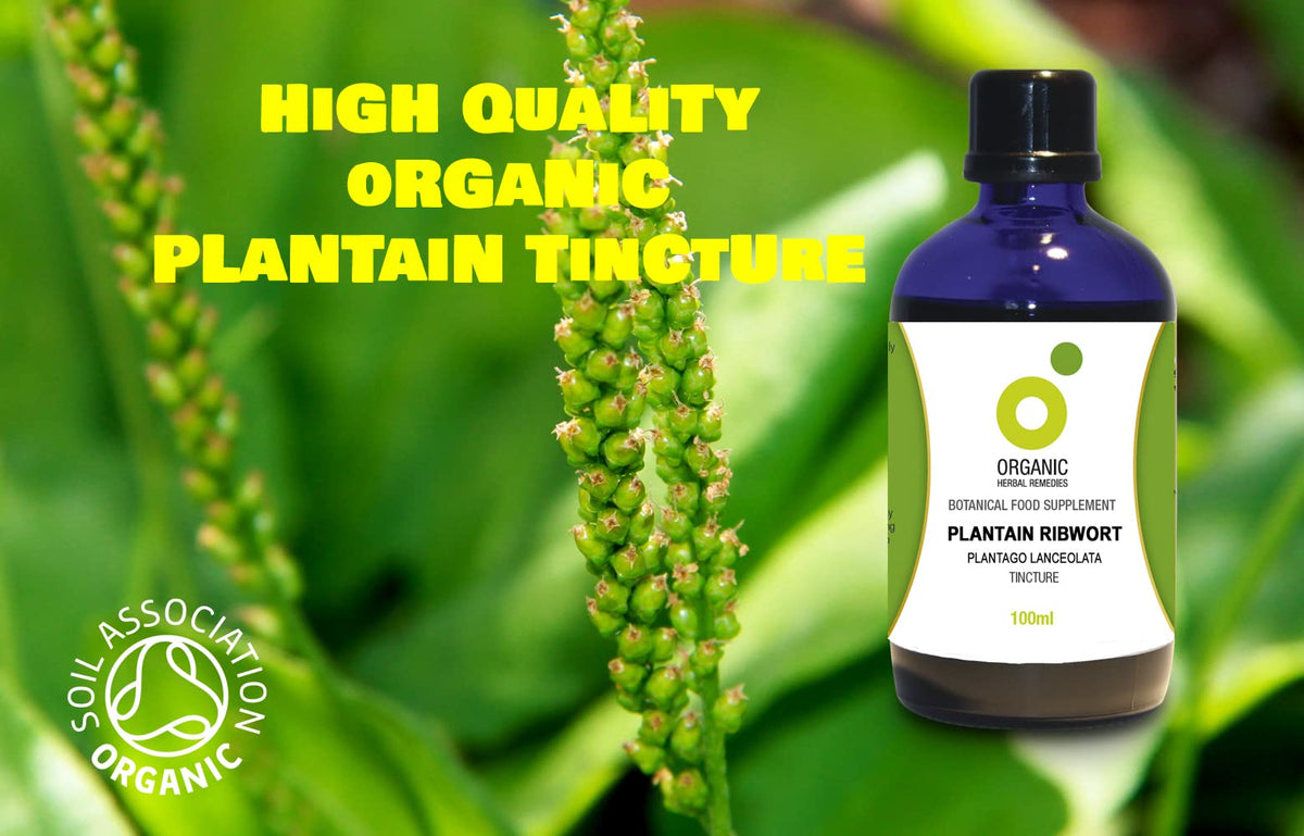 Organic Herbal Remedies 100 ml Plantain Tincture