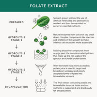 Folate from Spinach | Natural Alternative to Folic Acid | 400 mcg | Contains 5-MTHF | Vegan | Made in The UK | 30 Capsules | Together Health