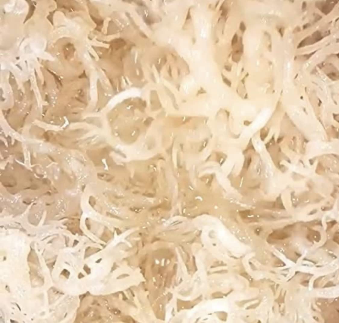 Organic Irish Sea Moss Capsules | 60 Vegan Capsules | GMO Free | Gordon Watkins Exclusive Botanical Blend (Ginseng)