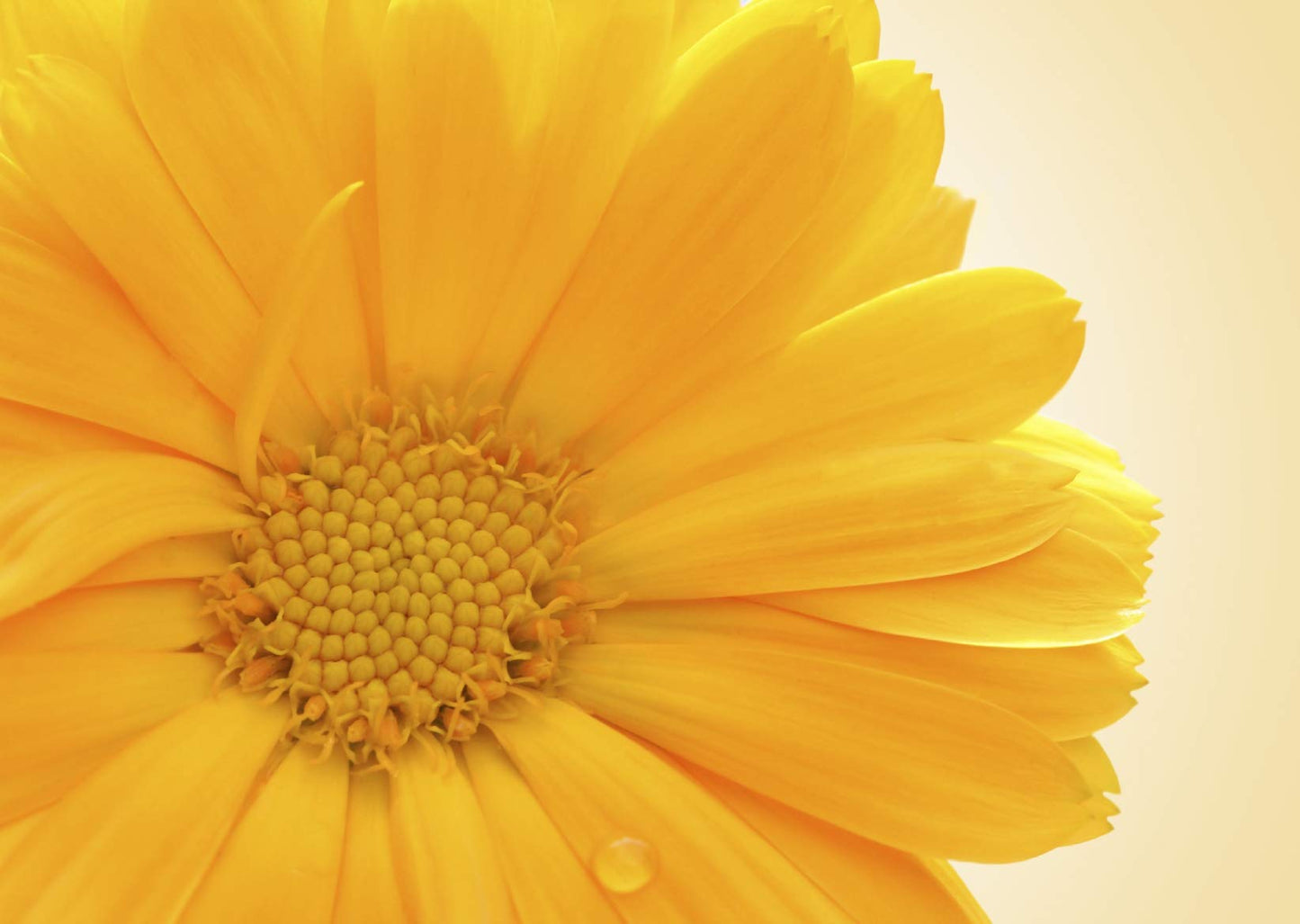 Nelsons Calendula Cream 30ml