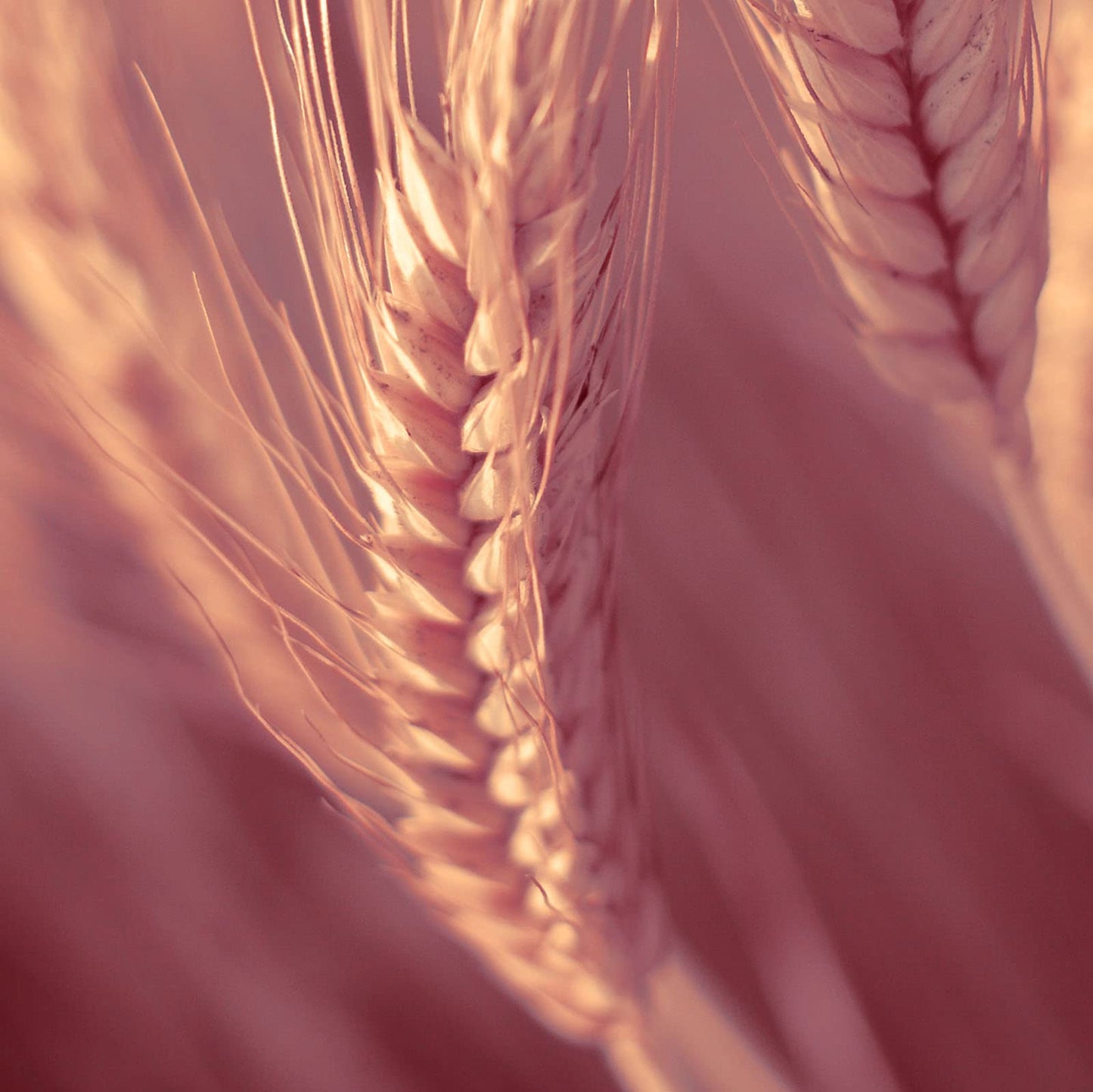 Naissance High Strength Pure Vitamin E oil 29,500 IU - 30ml - Natural Antioxidant Plant-Based Vegan Liquid Drops for Skin, Face, Body, Nails, DIY Beauty Blends