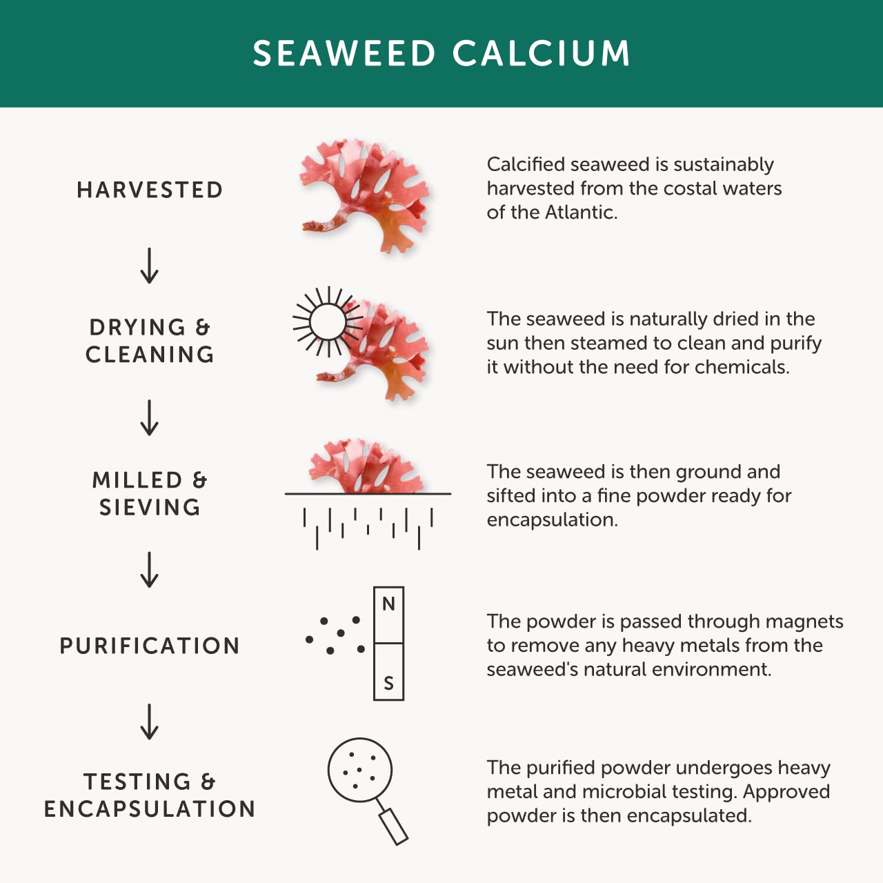 Calcium – Together Health – Seaweed-Based Calcium – 72 Trace Minerals – Vegan Friendly – Made in The UK – Pack of 2-120 Vegecaps
