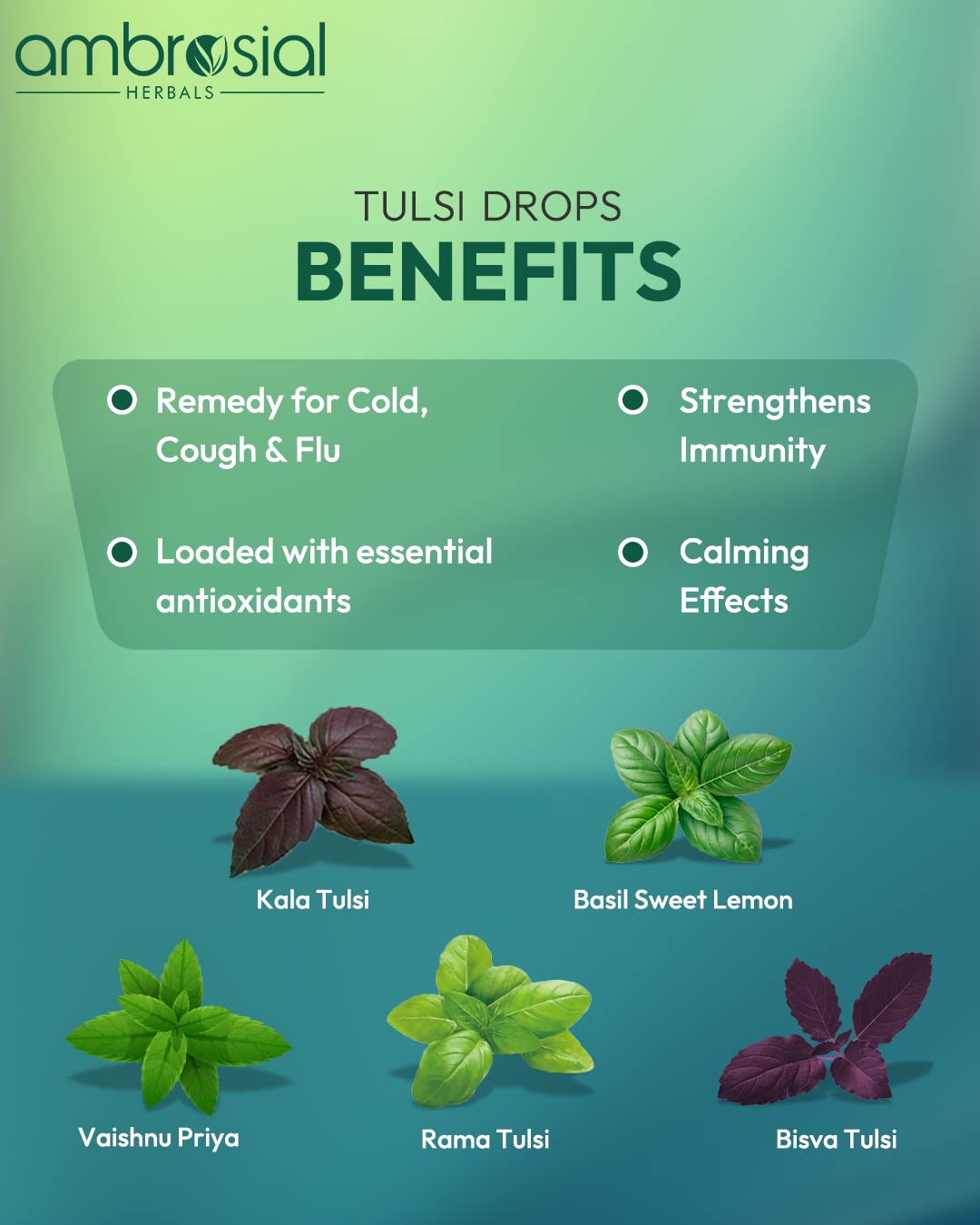Ambrosial Tulsi Drops Concentrated Extract of 5 Tulsi 30ml | Natural Immunity Booster | Relieves Cough & Cold | Raw Extract of Holy Basil Leaf (30ml)