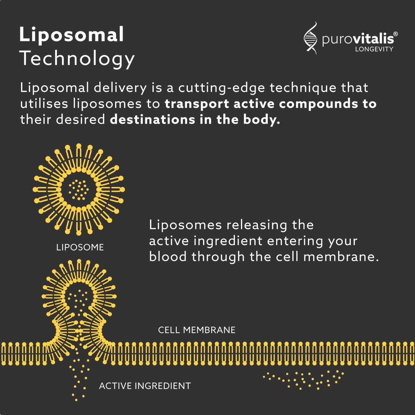 PUROVITALIS Liposomal Quercetin 125mg, 30 Servings (30 Vegan Capsules), High Purity Anti-ageing, Antioxidant Supplement