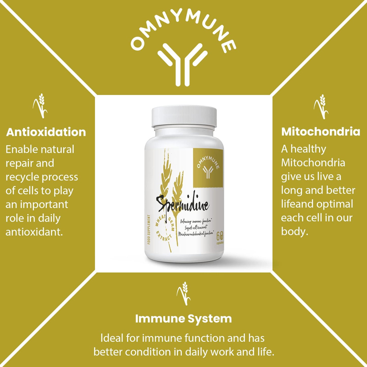 Spermidine Wheat Germ Extract Capsules - Spermidine Supplement 1300 mg Advanced Formula with Zinc for Mitochondrial Rescue, Immune System and Cell Renewal (60 Count (Pack of 1))