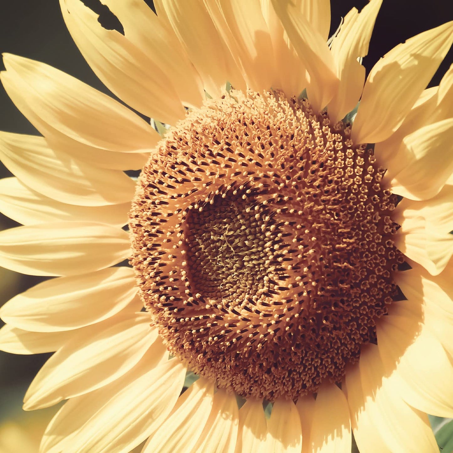 Naissance Organic Sunflower Oil 450ml - Certified Organic and Vegan - Hydrating and Moisturising Oil for Skin