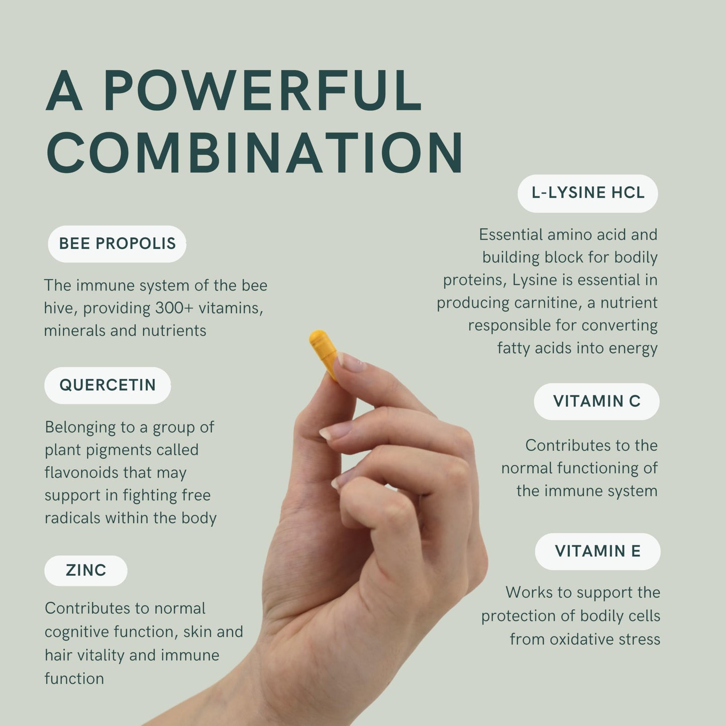 Dr. Sosnowski's L-Lysine & Propolis Supplements | High Potency L Lysine Immune Support Formula with 5:1 Propolis Extract, Quercetin, VIT C, VIT E and Zinc