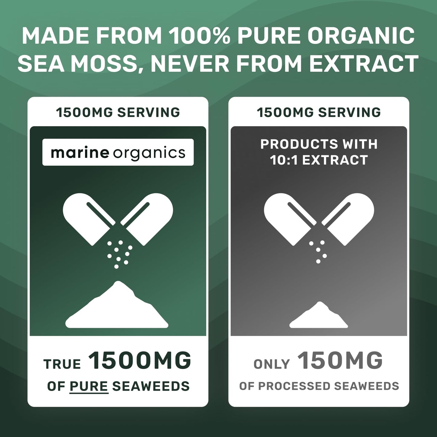 MarineOrganics Organic Sea Moss Capsules - 90 Irish Sea Moss and Bladderwrack Capsules - Iodine Tablets - UK Wild Harvested Seamoss - High Potency