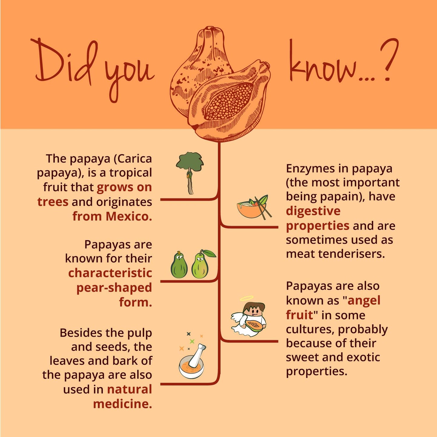 Organic Papaya Extract Vegavero® | 1400mg Carica Papata Fruit Extract | No Additives & Non-GMO | 120 Capsules | Vegan