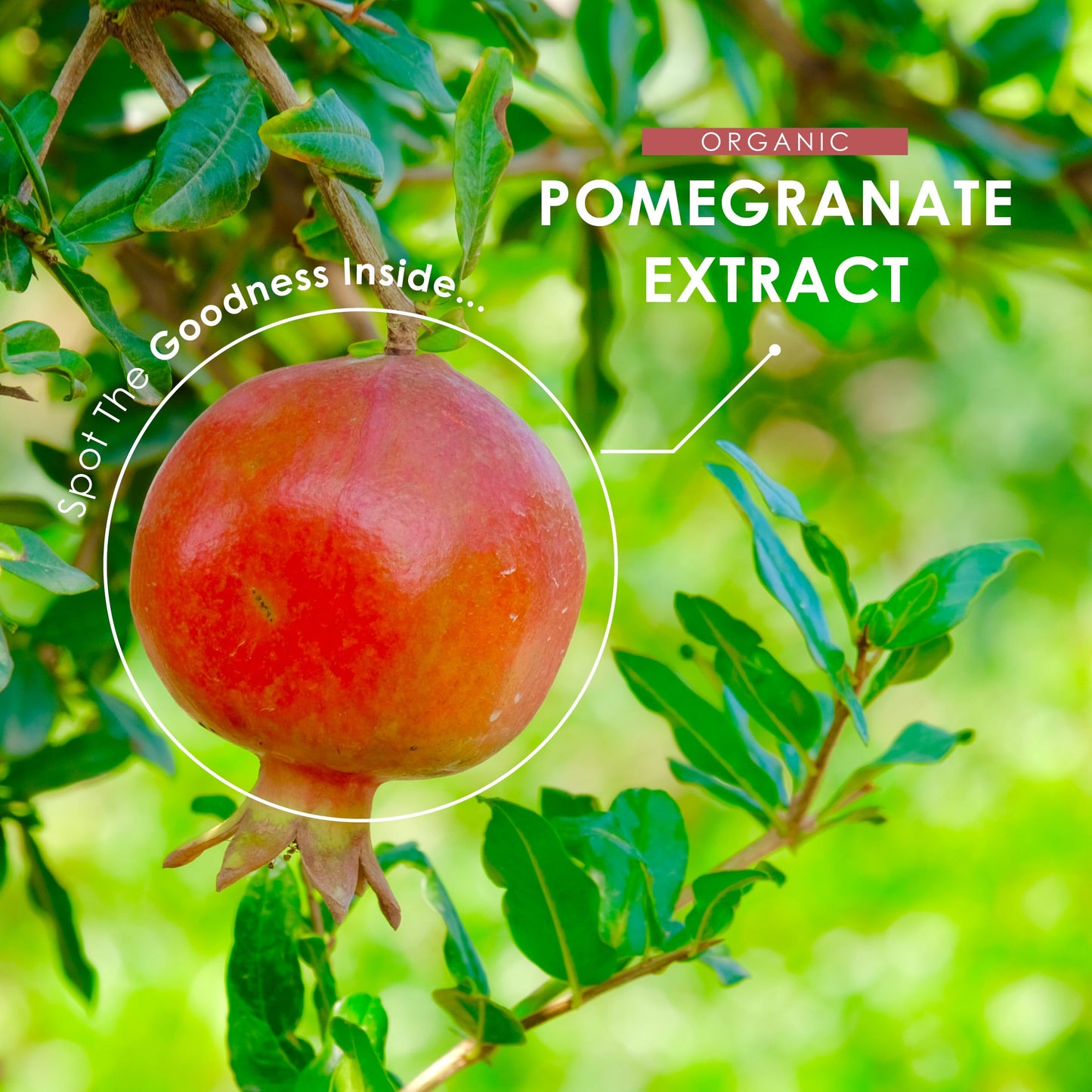 ALPHA01 Organic Pomegranate Extract 20,000mg – 120 Vegan Capsules (4 Months Supply) - High Strength 40:1 Punica Granatum Extract - by Alpha01
