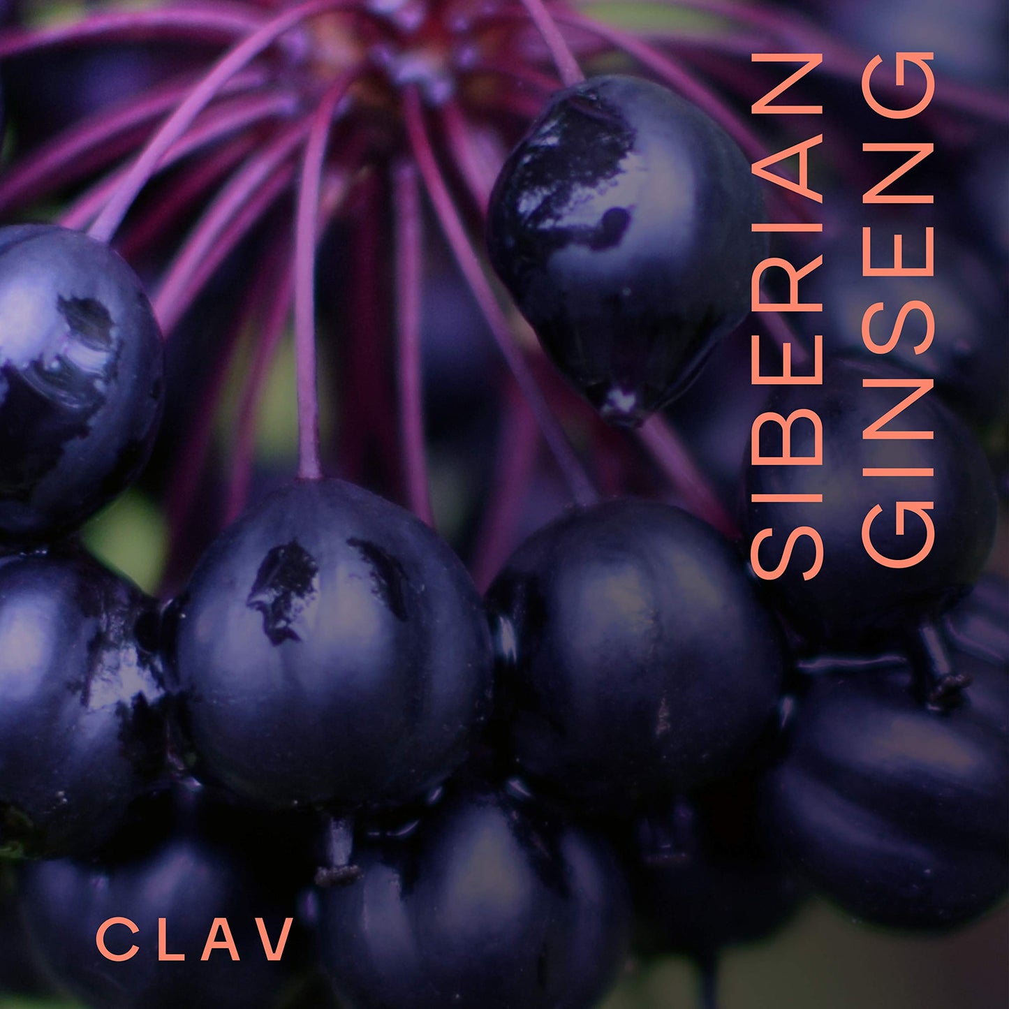 CLAV Siberian Ginseng Extract - 900mg Eleutherococcus Root Powder - Reduction of Tiredness & Fatigue - 60 Ginseng Capsules - Vegan - Made in Germany