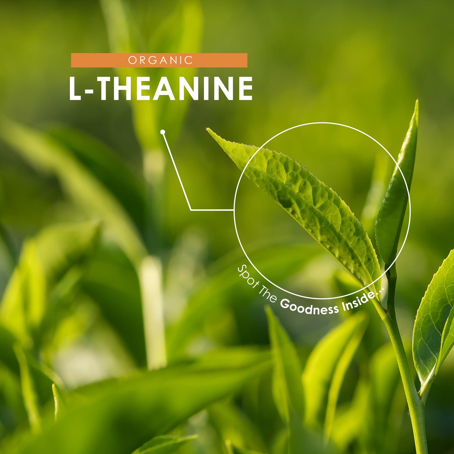 Organic L-Theanine 100mg from Green Tea Extract - 60 Vegan Capsules (2 Months Supply) - High Strength Theanine Amino Acid Supplement - by Alpha01