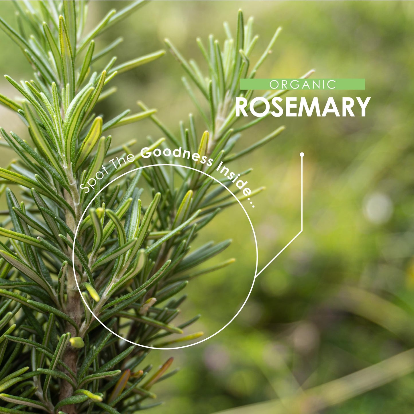 Organic Rosemary 500mg - 90 Vegan Capsules - High Strength Salvia Rosmarinus Supplement - Resealable and Recyclable Pouch - by Alpha01