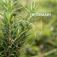 Organic Rosemary 500mg - 90 Vegan Capsules - High Strength Salvia Rosmarinus Supplement - Resealable and Recyclable Pouch - by Alpha01