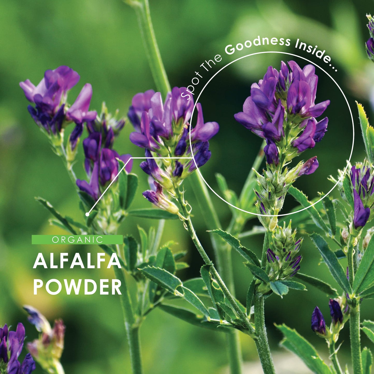 Organic Alfalfa 1200mg - Pure & Potent Powder – Certified Organic, Non GMO, Gluten Free, Halal – 120 Vegan Capsules