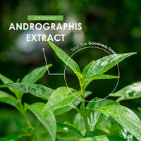 Andrographis Extract 500mg – High Strength Andrographis Paniculata Extract Equivalent to 5,000mg – 90 Vegan Capsules (3 Months Supply) – by Alpha01