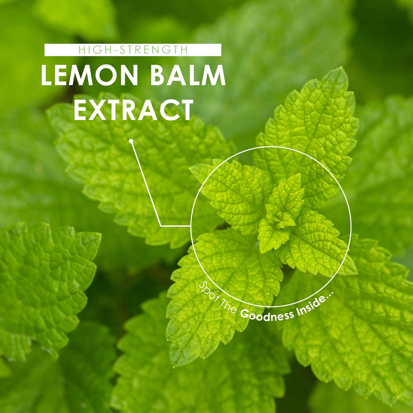 Lemon Balm Extract 7500mg - High Strength 6% Rosmarinic Acid (30mg) Supplement - 90 Vegan Capsules (3 Months Supply) - Resealable and Recyclable Pouch - by Alpha01