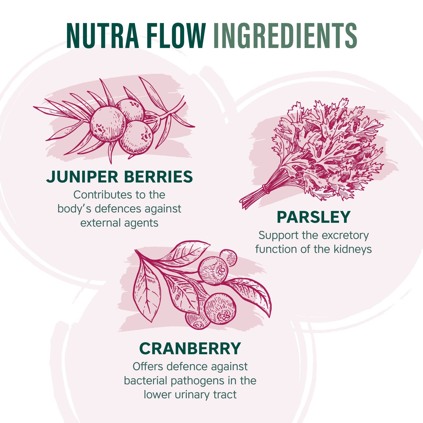 NUTRAFLOW - UTI Vitamin | Urinary Infection Vitamin - 30 Tablets | Ease Discomfort Within The Urinary Tract - Includes Cranberry, Juniper Berries, Acerola & Vitamin C - by NutraVit