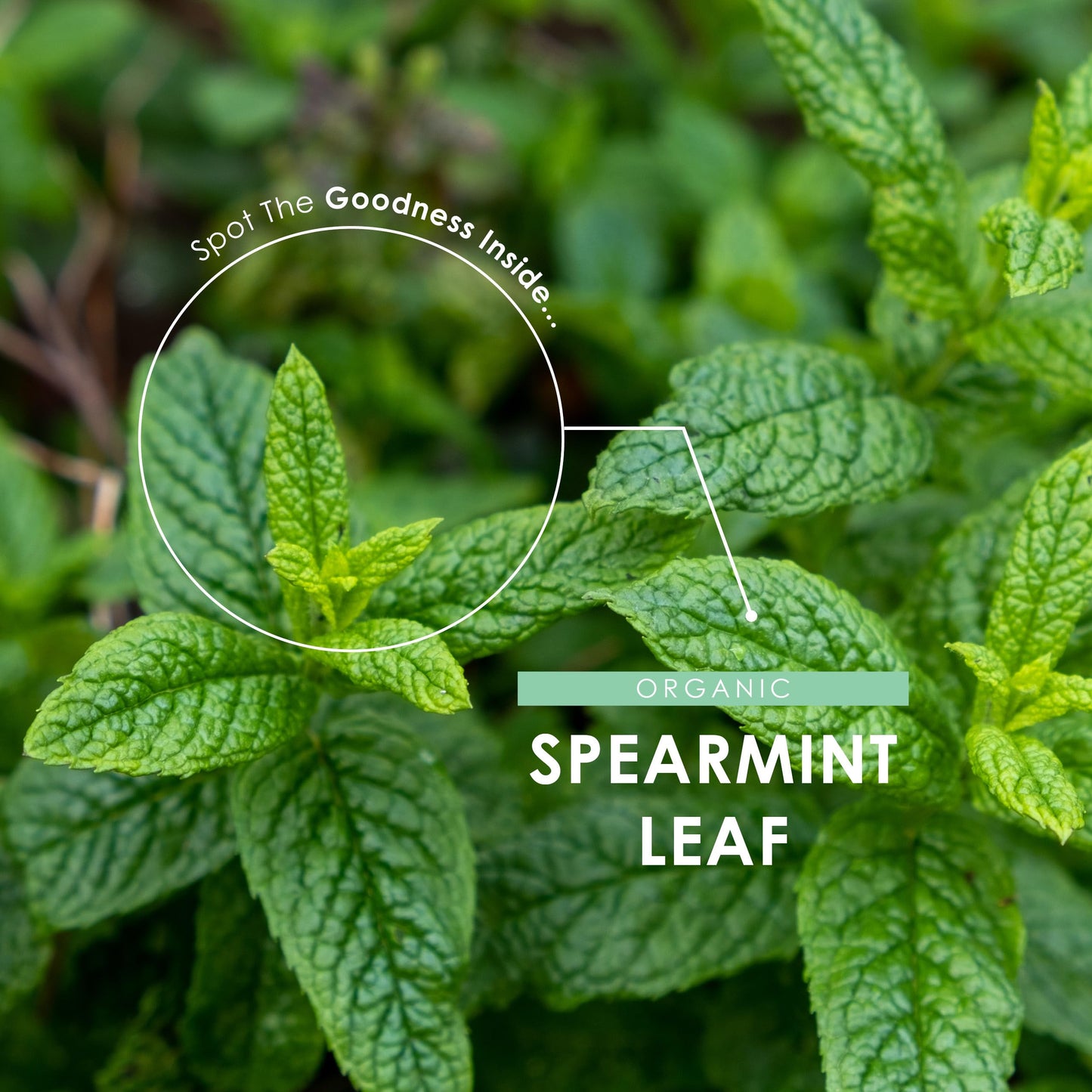 ALPHA01 Organic Spearmint Leaf 500mg – 90 Vegan Capsules – High Strength Mentha Spicata Supplement – Resealable and Recyclable Pouch by Alpha01