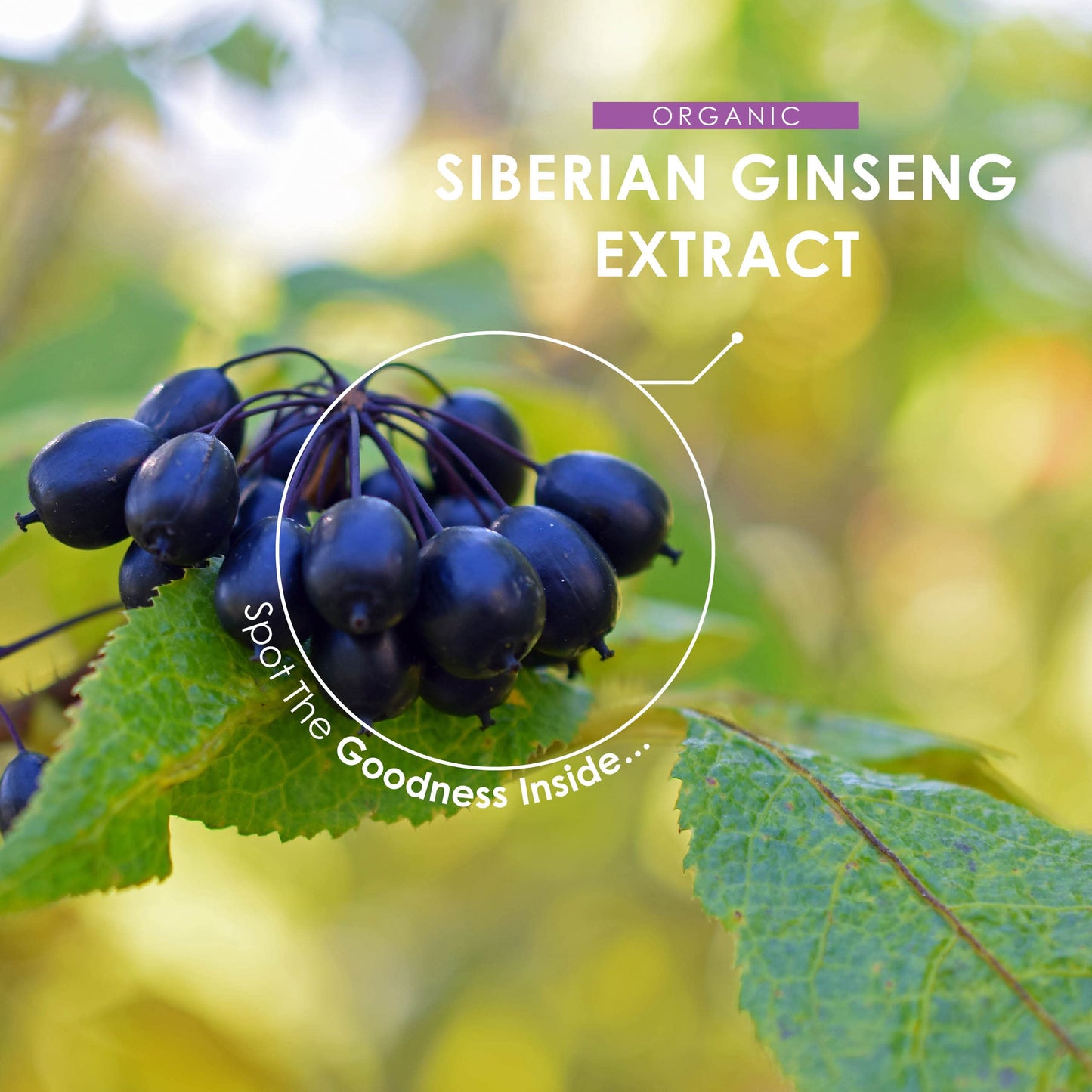 Organic Siberian Ginseng 10,000mg - High Strength Eleutherococcus Senticosus 15:1 Extract - No Additives — Non-GMO, Gluten Free, Halal. ֿ120 Vegan Capsules
