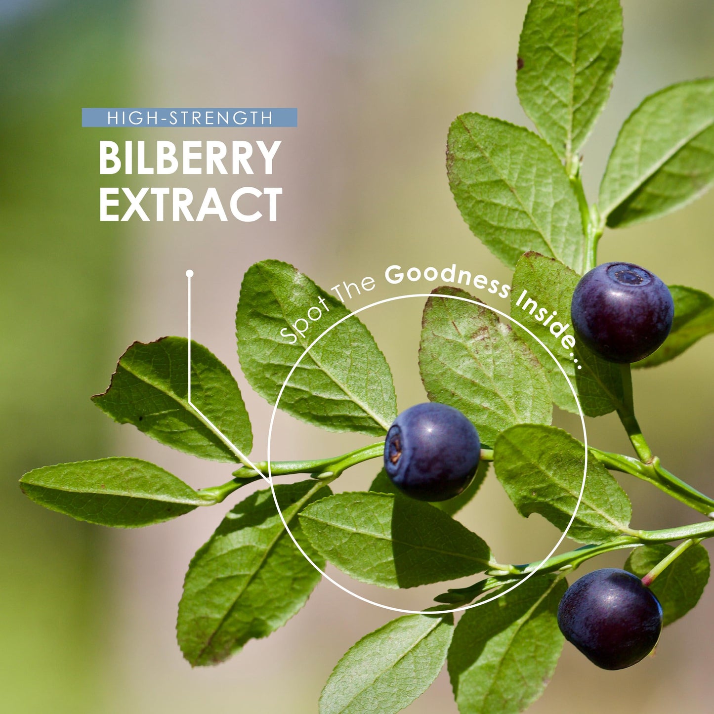 ALPHA01 Bilberry Extract 7500mg - Potent 25% Anthocyanidins from 50:1 Vaccinium Uliginosum Extract - 90 Vegan Capsules (3 Months Supply) by Alpha01