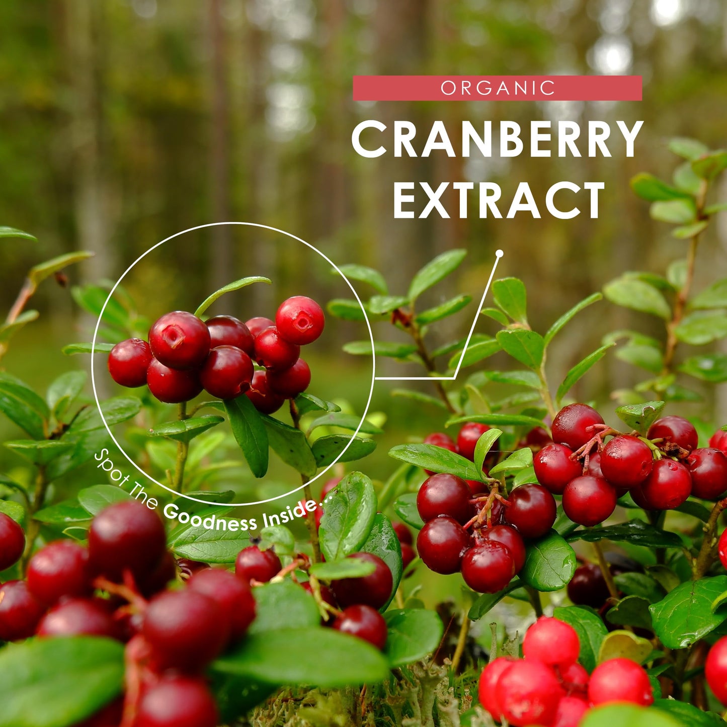 Organic Cranberry Extract 52,500mg – 180 Vegan Capsules – High Strength 52.5mg Anthocyanins Cranberry Extract (Vaccinium Macrocarpon) – by Alpha01