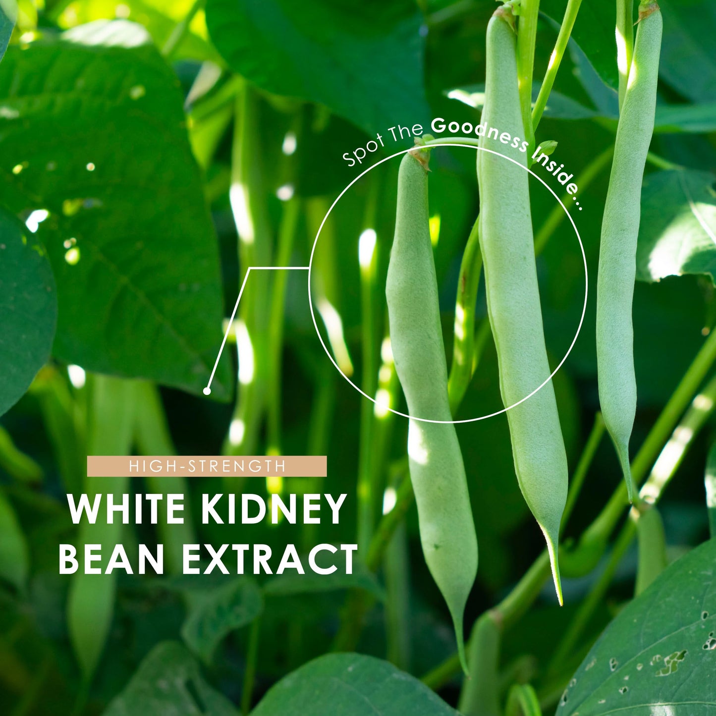ALPHA01 White Kidney Bean Extract 7500mg – High Strength 1,500 AAIU Phaseolamin – 90 Vegan Capsules – Resealable and Recyclable Pouch – 3 Months Supply – by Alpha01