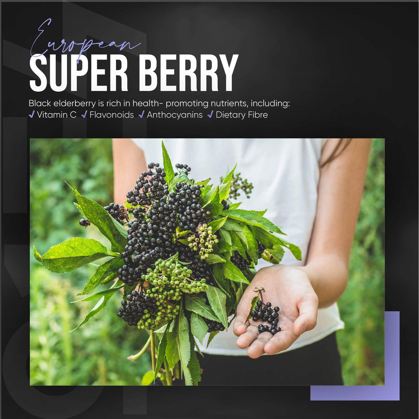 ALPHA01 Black Elderberry Extract Capsules - 1200mg - Wild European Sambucus Extract 10:1 for Immunity - Vegan, Non-GMO, Kosher, Gluten Free. 90 Vegan Capsules.