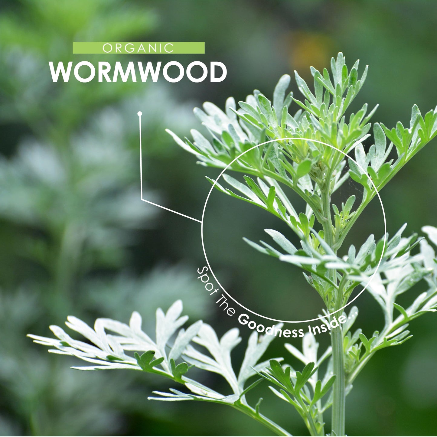 Organic Wormwood 500mg – High Strength Artemisia Absinthium Supplement – 90 Vegan Capsules (3 Months Supply) - Resealable and Recyclable Pouch – by Alpha01