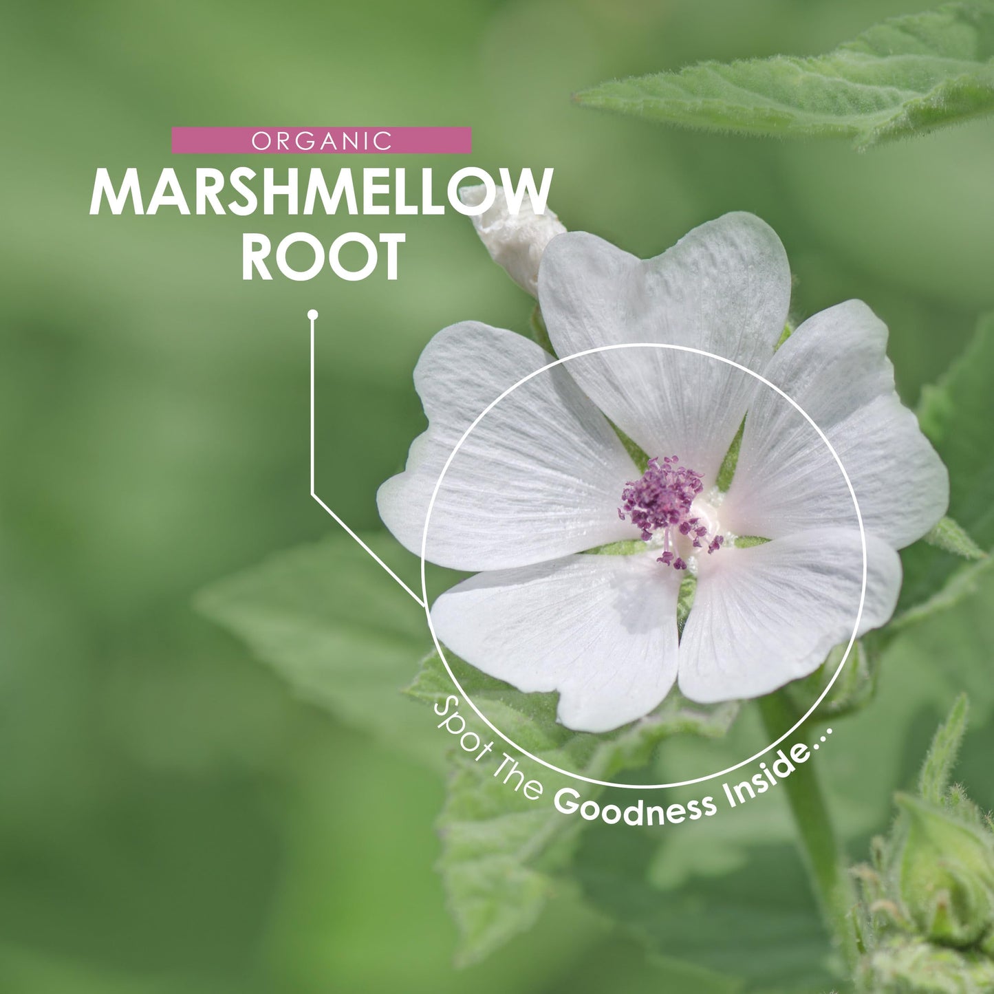 ALPHA01 Organic Marshmallow Root 1400mg - 90 Vegan Capsules - Potent Althea Officinalis Supplement - 45 Day Supply - Resealable and Recyclable Pouch - by Alpha01