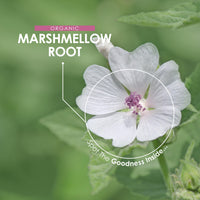 ALPHA01 Organic Marshmallow Root 1400mg - 90 Vegan Capsules - Potent Althea Officinalis Supplement - 45 Day Supply - Resealable and Recyclable Pouch - by Alpha01