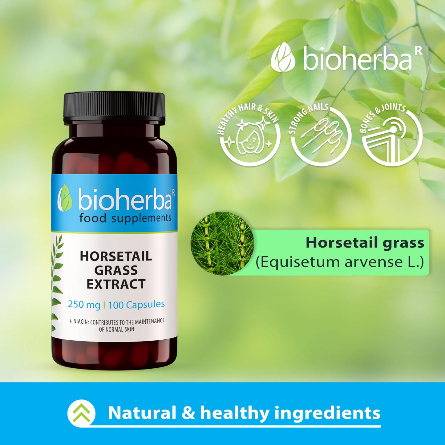 Horsetail Grass Extract 250 mg - 300 Capsules by BIOHERBA | Natural Silica-Rich Supplement for Hair Skin Nails and Bone Health