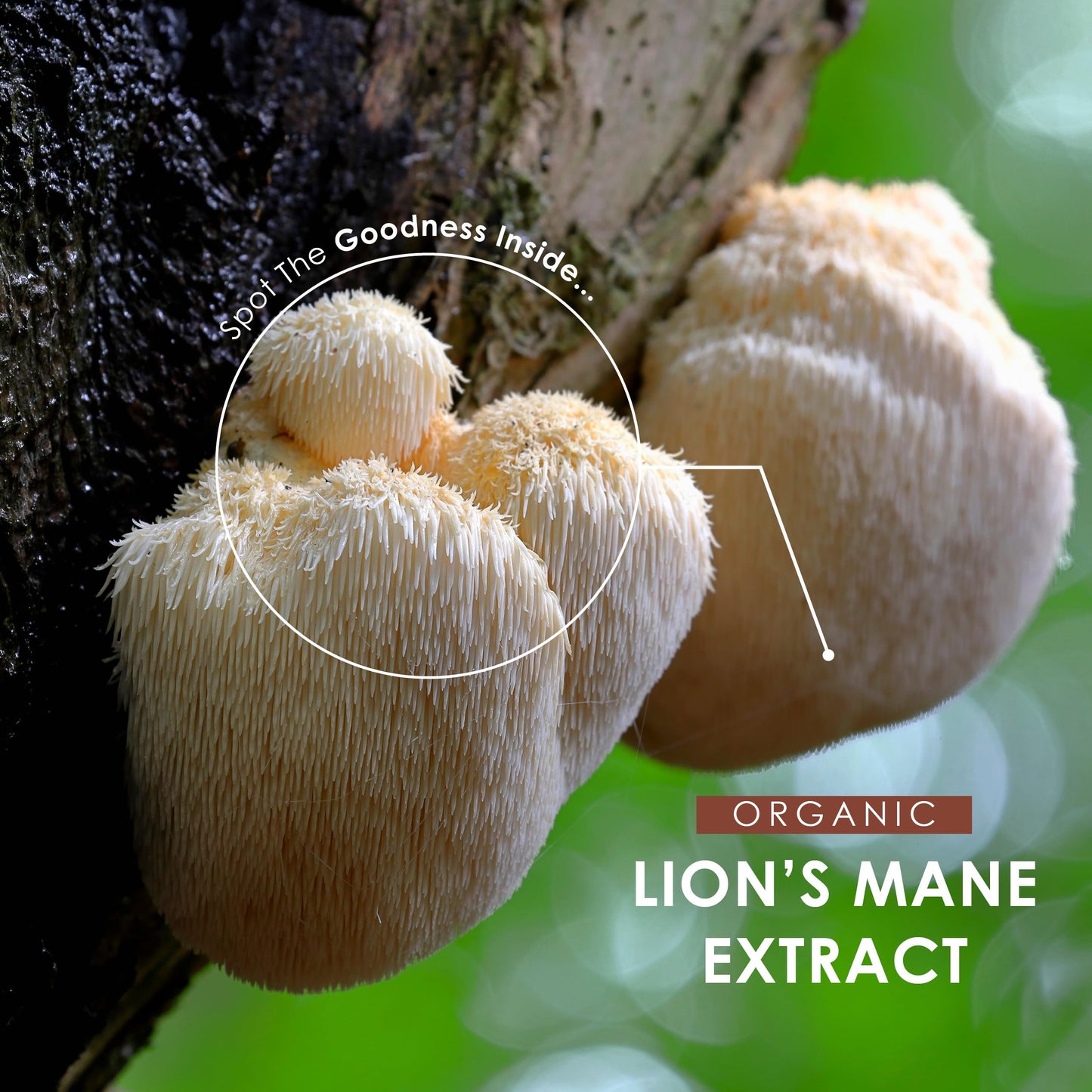 Organic Lions Mane Supplement Extract Powder 100g – 50% Polysaccharides (500mg per Serving) – 100 Days Supply – Resealable and Recyclable Pouch – by Alpha01
