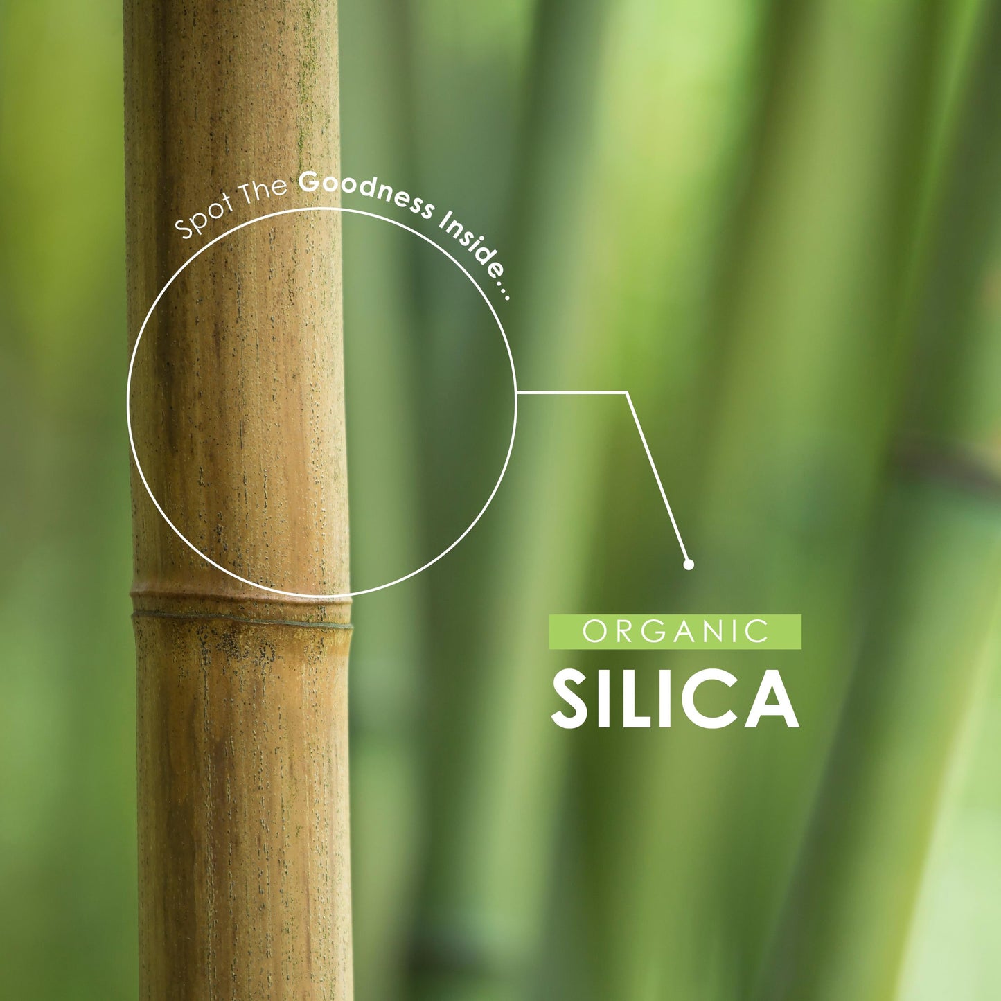 Organic Silicia 500mg - from Bamboo Shoot Extract - 90 Vegan Capsules (3 Months Supply) - Resealable and Recyclable Pouch - by Alpha01