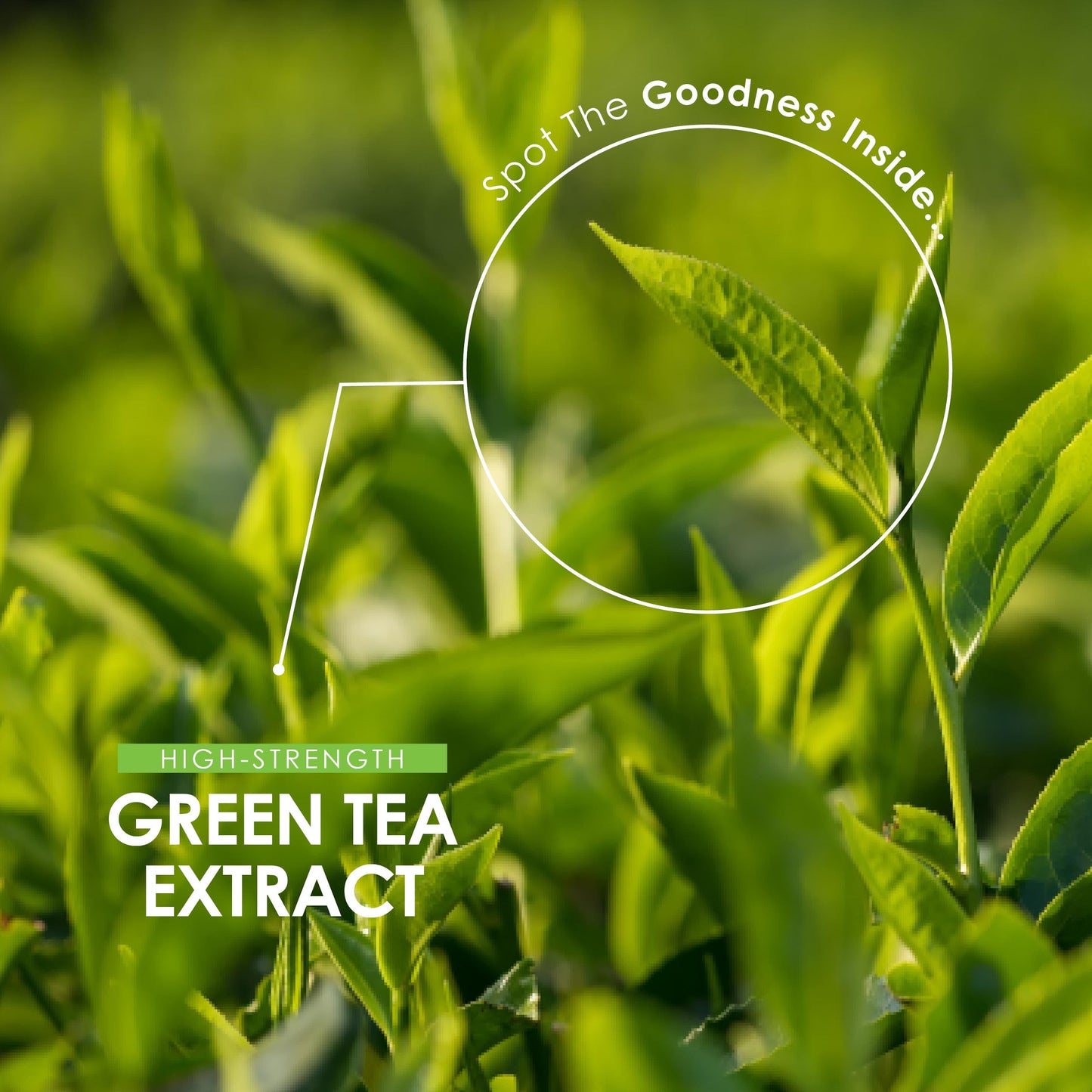 Green Tea Extract 15,000mg - High Strength 95% Polyphenols (490mg per Capsule) - 90 Vegan Capsules (3 Months Supply) - Resealable and Recyclable Pouch - by Alpha01