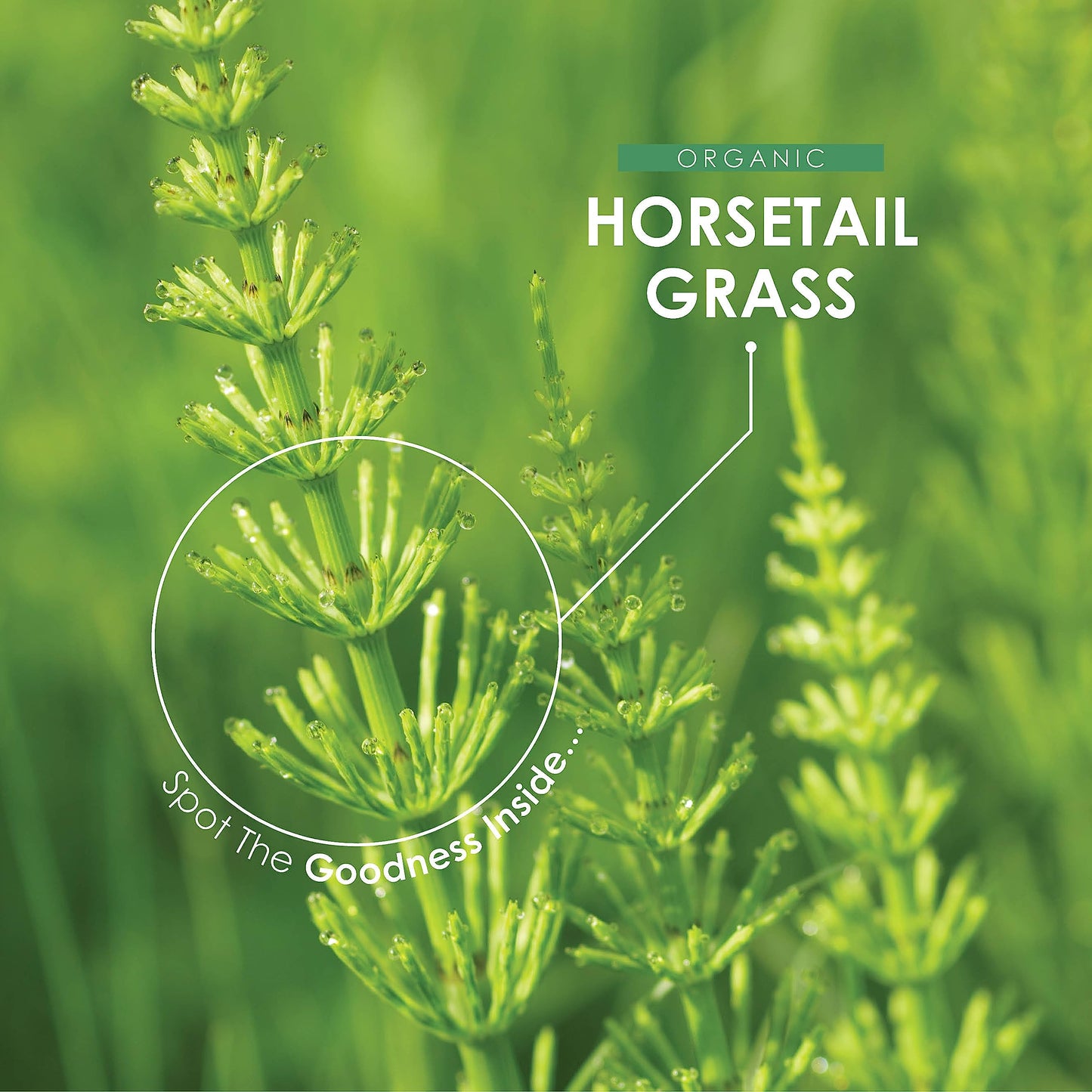 Organic Horsetail 1400mg - Pure & Potent Powder – Certified Organic, Non GMO, Gluten Free, Halal – 120 Vegan Capsules
