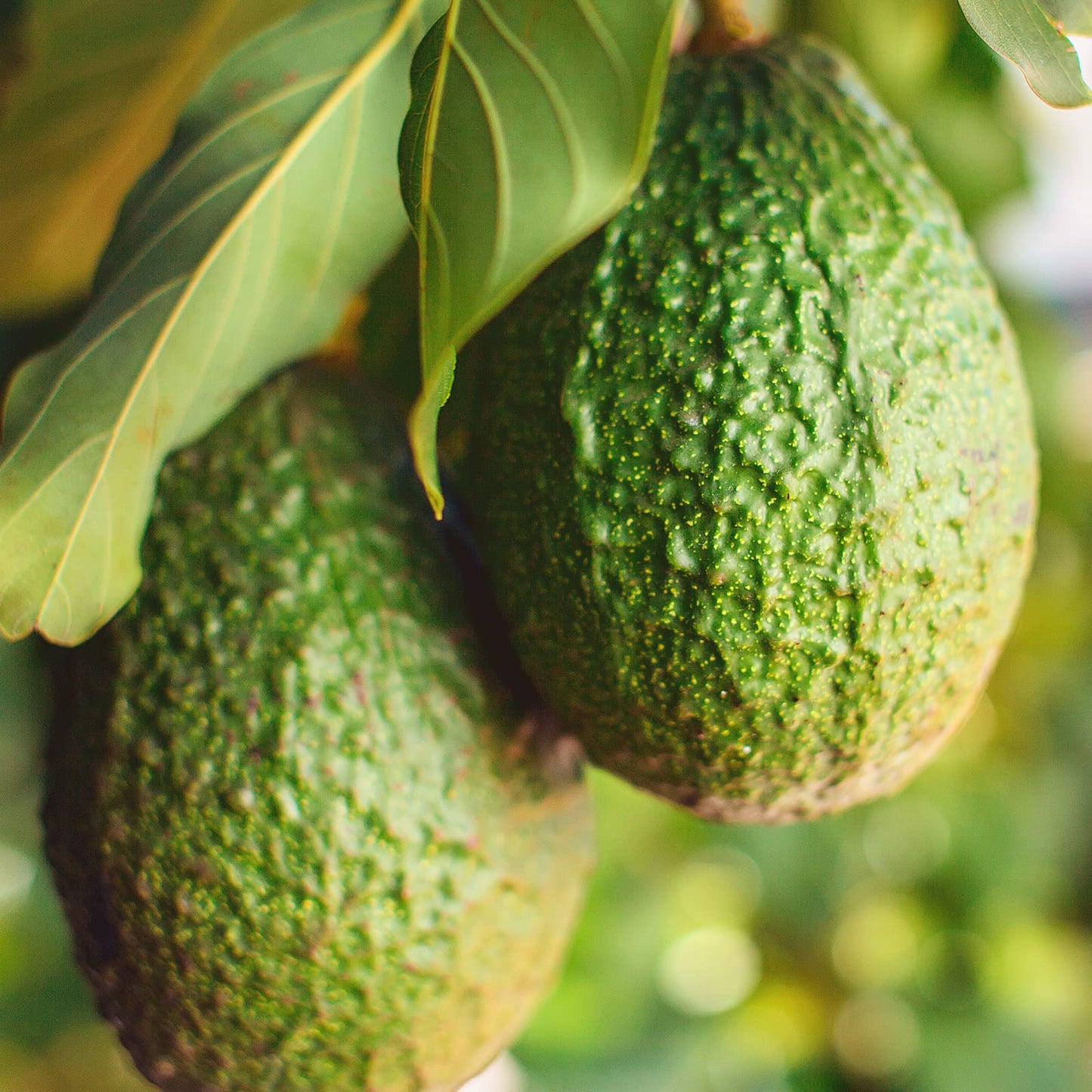 Naissance Virgin Avocado Oil (No. 231) - 100ml - Natural, Vegan - Moisturiser for Skin, Face, Nails, Body, Hair, Growth, Nails, Soap Making, Massage