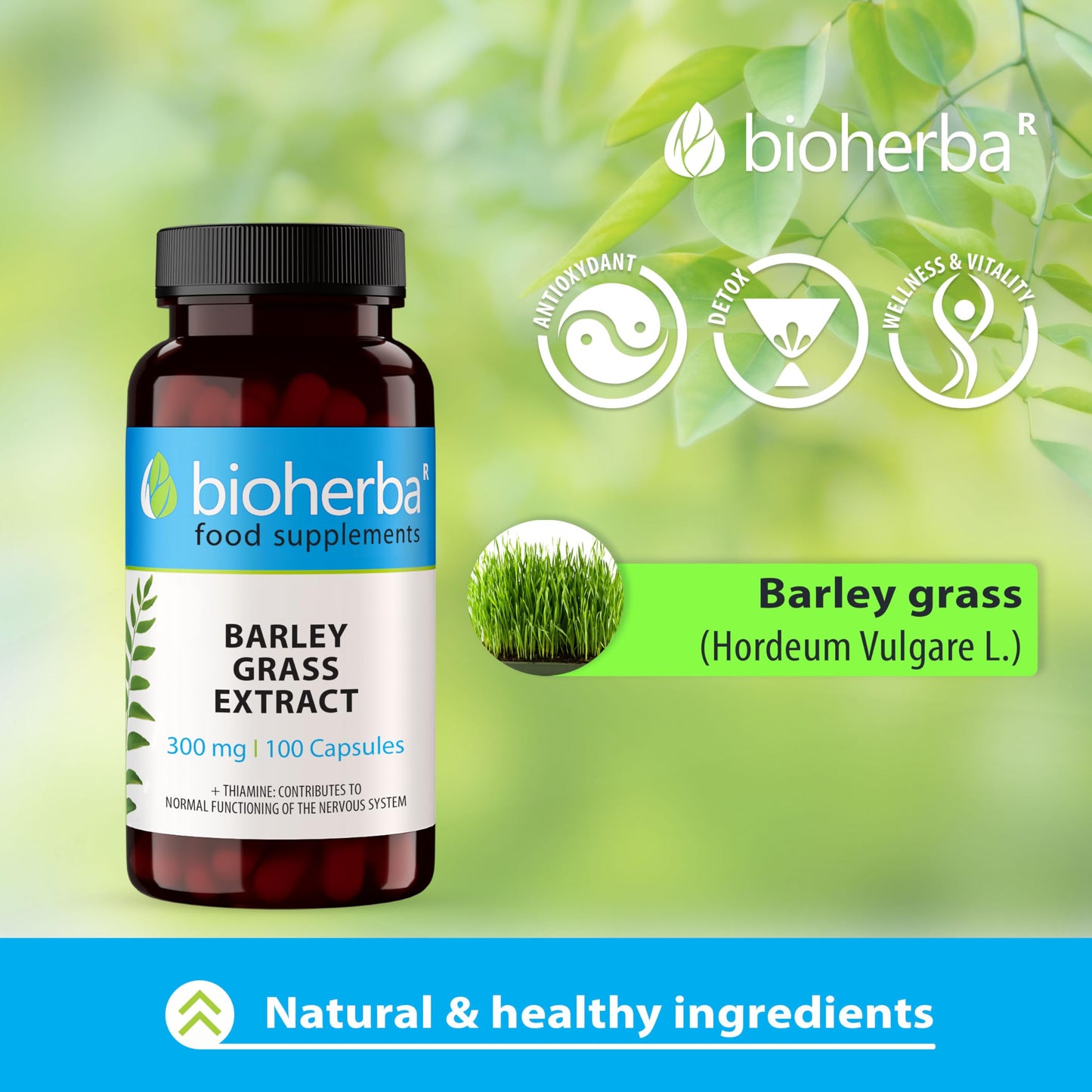 Barley Grass Extract 300 mg - 100 Capsules Green Superfood Supplement for Health and Nutrition by BIOHERBA