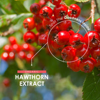 ALPHA01 Organic Hawthorn Extract 7500mg – 90 Vegan Capsules – High Strength Hawthorn Berry Supplement 15:1 Extract – Resealable and Recyclable Pouch by Alpha01