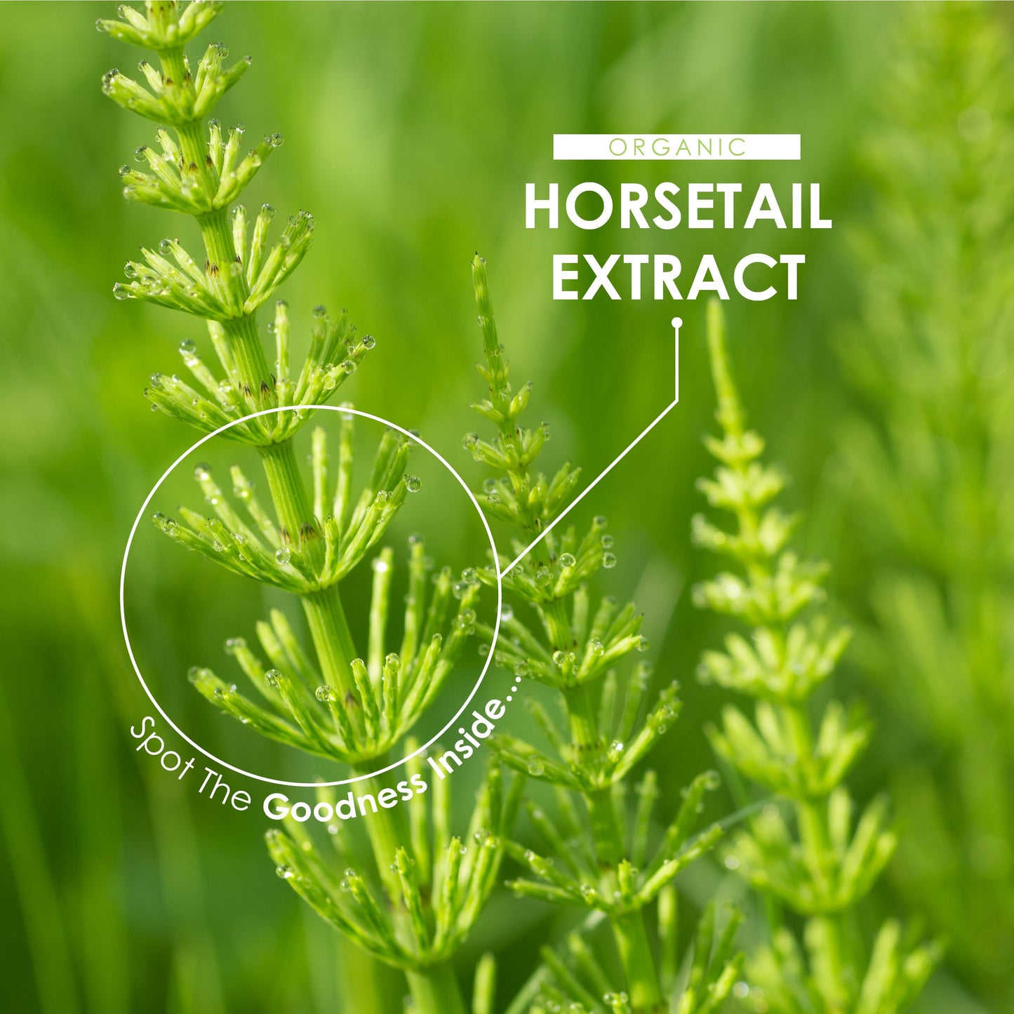 ALPHA01 Organic Horsetail Extract 7500mg – 7% Silicia from High Strength 15:1 Extract – 90 Vegan Capsules (3 Months Supply) – Resealable and Recyclable Pouch by Alpha01