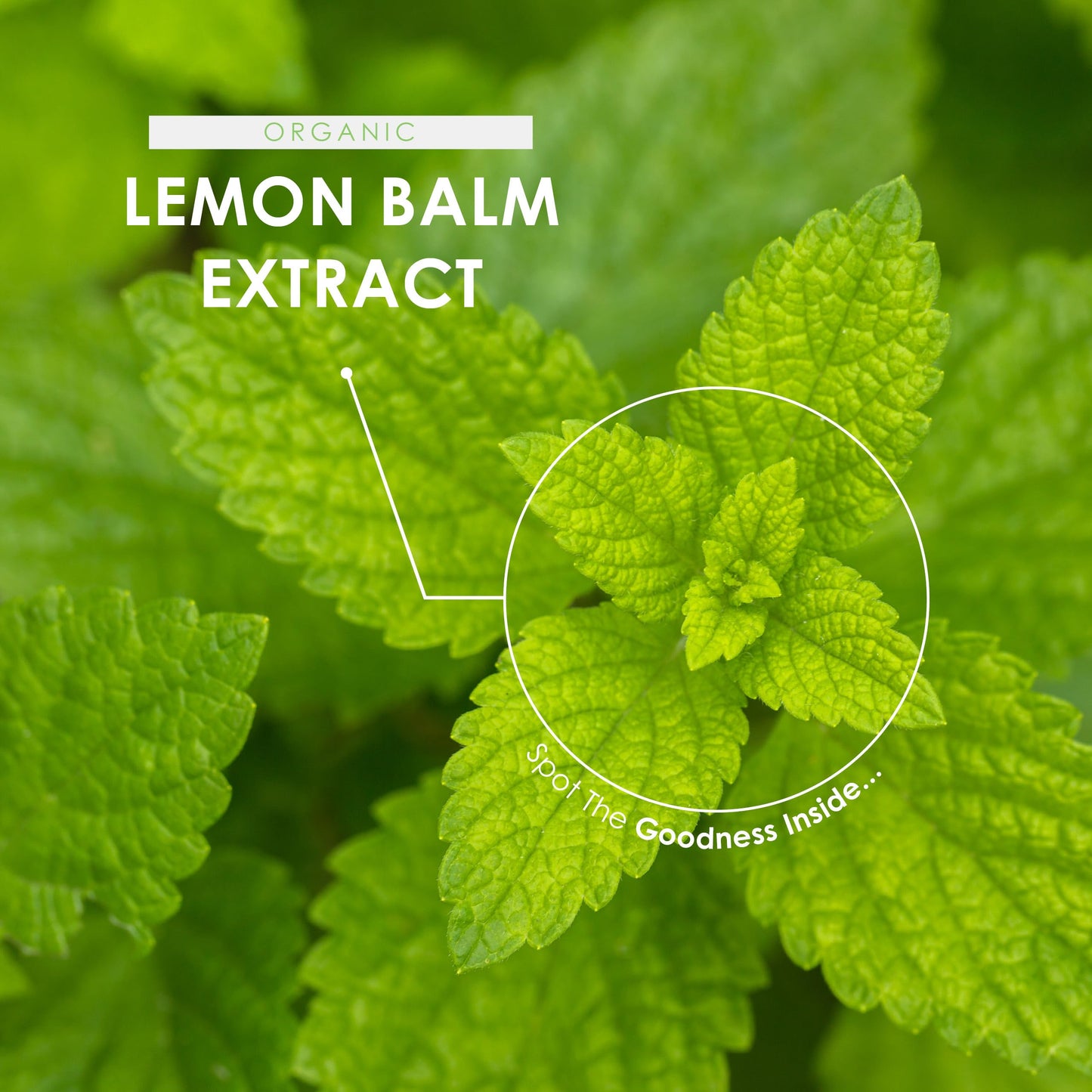 Organic Lemon Balm Extract 4800mg - 8mg Rosmarinic Acid from High Strength 6:1 Extract - 90 Vegan Capsules - Resealable and Recyclable Pouch by Alpha01