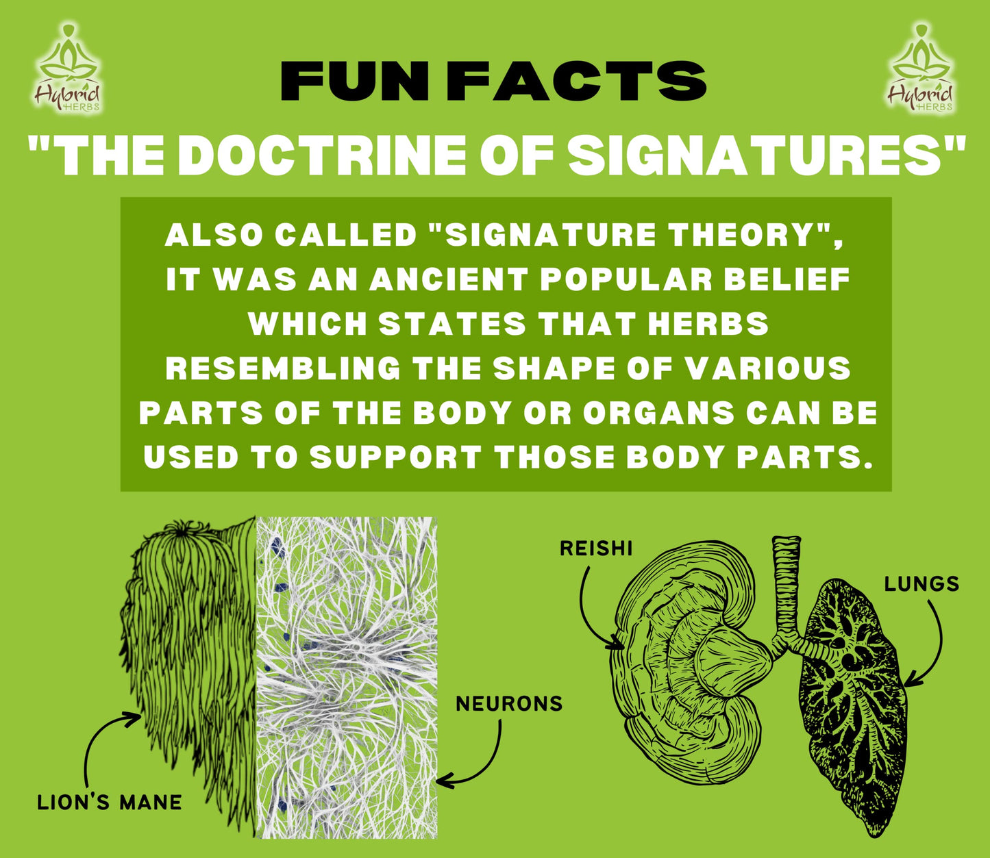 HYBRID HERBS – ORGANIC TREMELLA MUSHROOM | 10:1 Extract Powder | Anti Aging Supplement for Beauty & Skin | Rich in Antioxidants, Beta Glucans, Vitamin D & Prebiotic Fibre | 113 Servings (113g)