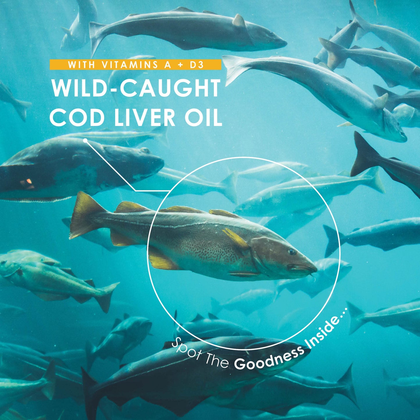 Cod Liver Oil 1000mg – Wild-Caught - Source of Omega-3 Fatty Acids – Rich in Vitamins A + D3 – Immune Health + Vision Support – 2 Months Supply - Non GMO, Gluten Free, Halal – 60 Softgels