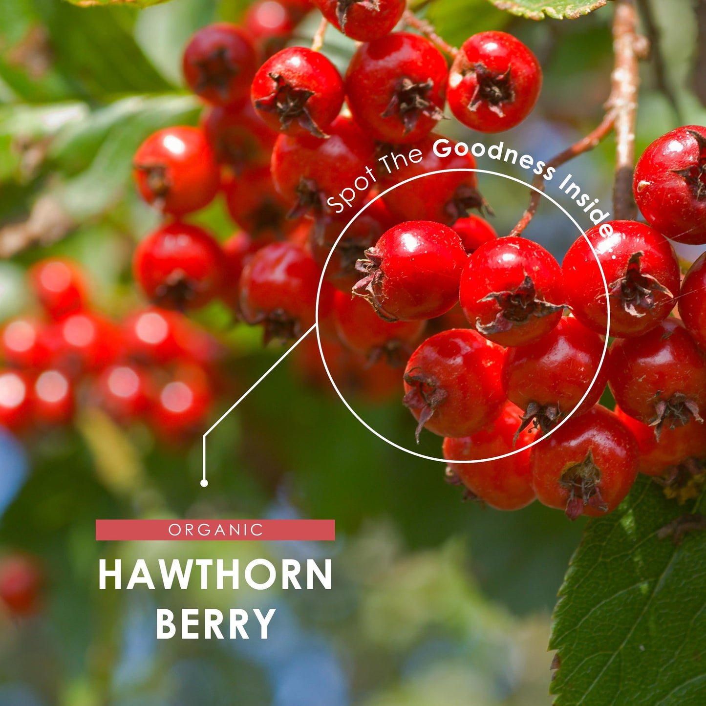 Organic Hawthorn Berry 1000mg – 180 Vegan Capsules – High Strength Crataegus Monogyna Supplement – Clean & Potent Formula – Resealable and Recyclable Pouch by Alpha01