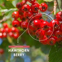 Organic Hawthorn Berry 1000mg – 180 Vegan Capsules – High Strength Crataegus Monogyna Supplement – Clean & Potent Formula – Resealable and Recyclable Pouch by Alpha01