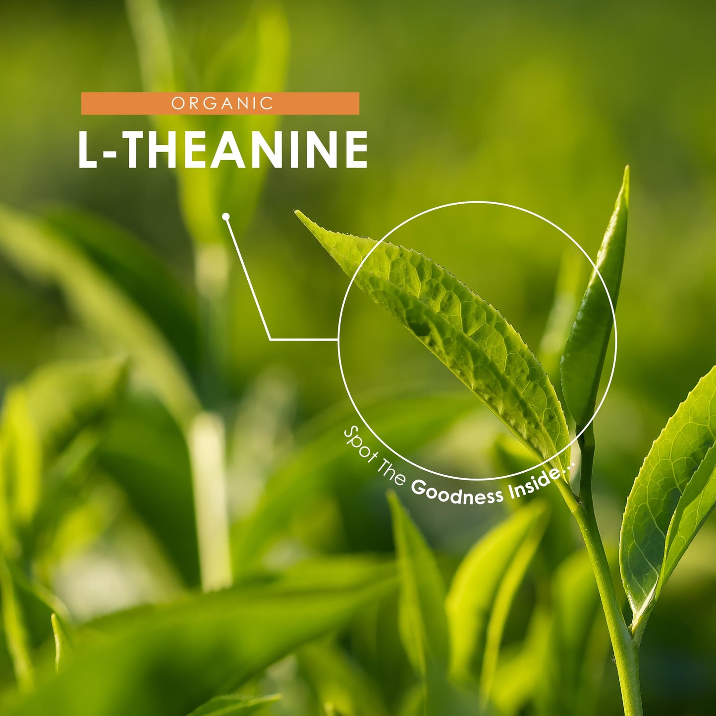 ALPHA01 Organic L-Theanine 200mg from Green Tea Extract - 60 Vegan Capsules (2 Months Supply) - Plant Based Theanine Amino Acid Supplement - Resealable and Recyclable Pouch - by Alpha01