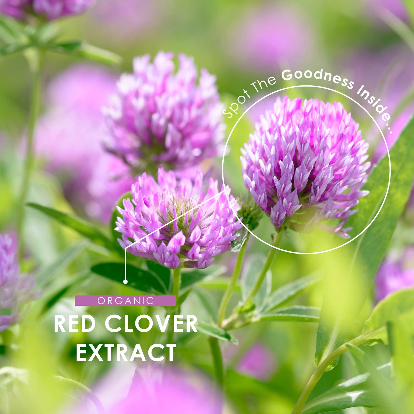 ALPHA01 Organic Red Clover Extract 5250mg - for Use During The Menopause - Potent 15:1 Pure Extract - Halal – 120 Vegan Capsules