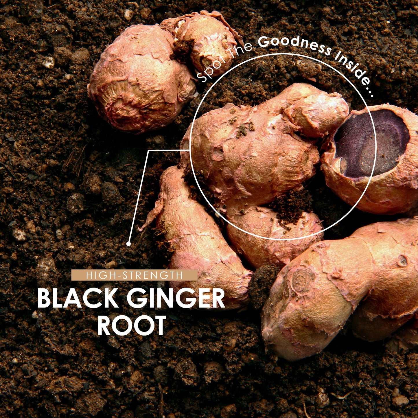 Black Ginger Extract 1950mg – High Strength 4% Dimethoxyflavone (6mg) - 90 Vegan Capsules (3 Month Supply) - Resealable and Recyclable Pouch – by Alpha01